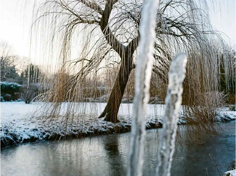 Salice piangente in inverno