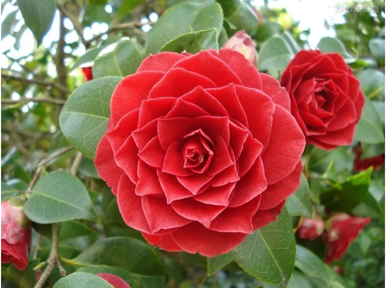 Fiore di Camelia
