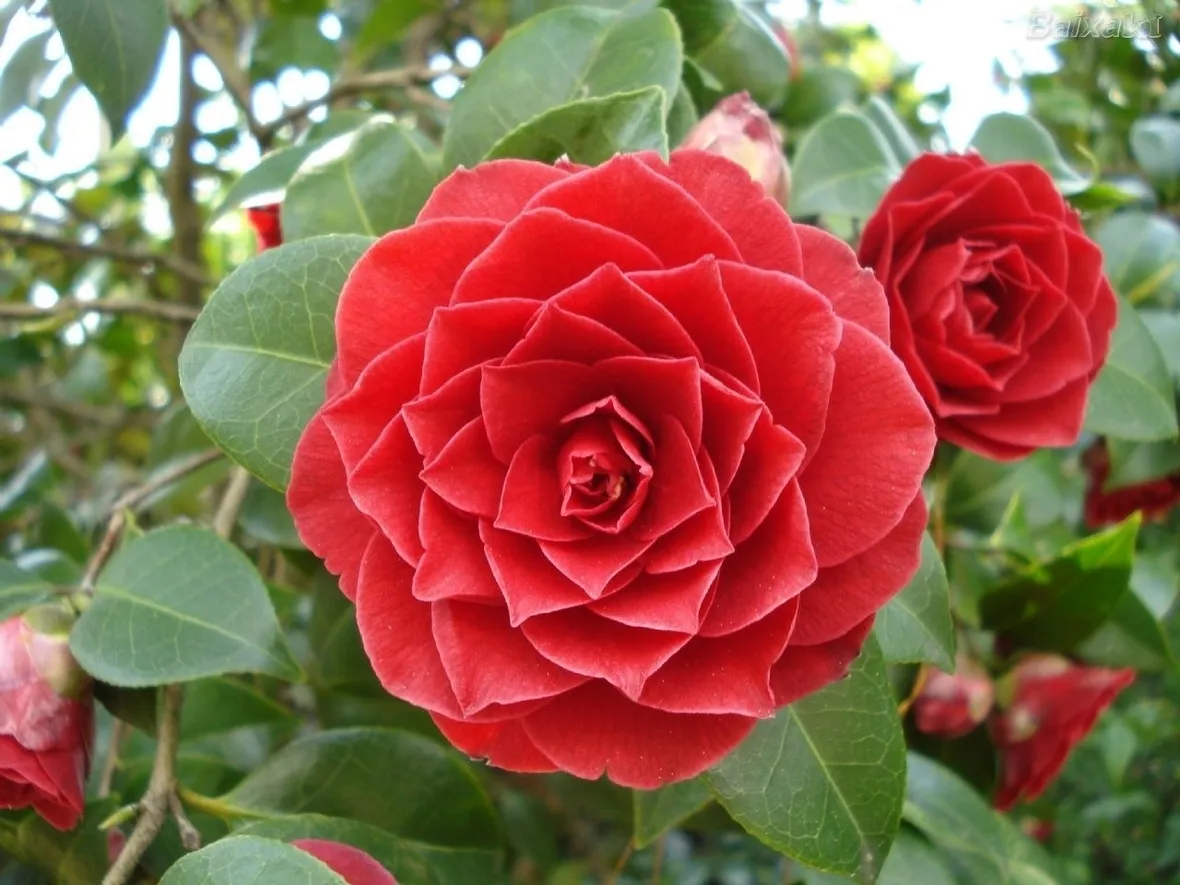 Fiore di Camelia