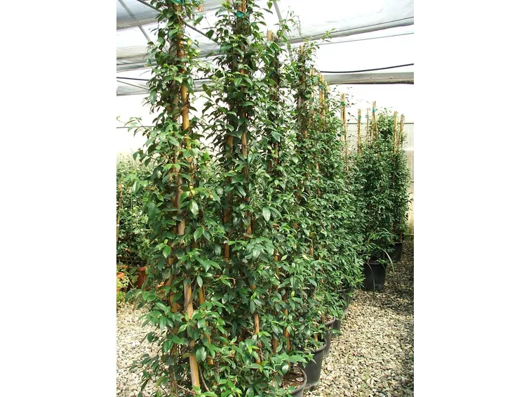 Piante di Rhyncospermum jasminoides
