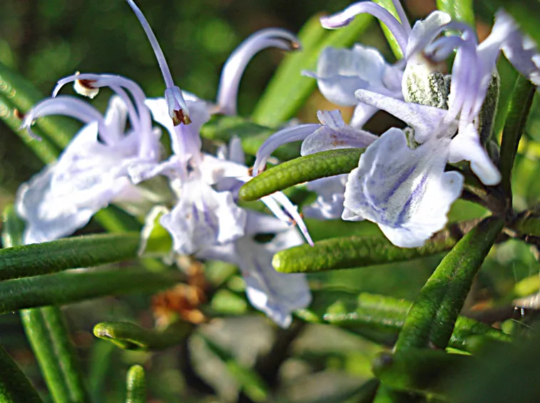Fiori di rosmarino