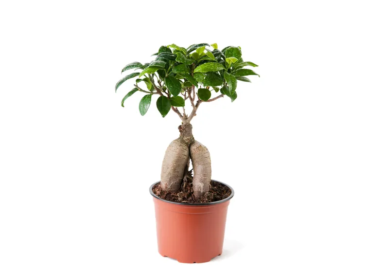 Ficus ginseng